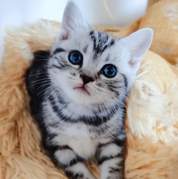 虎斑貓個性 虎斑貓個性