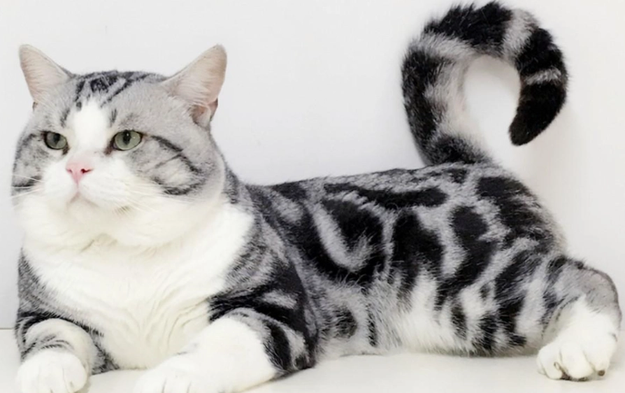 英短虎斑貓 英短虎斑貓
