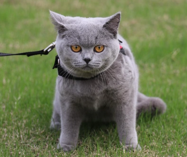 虎斑貓個性 虎斑貓個性