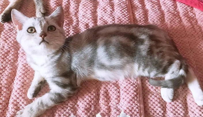 英國短毛貓虎斑 英國短毛貓虎斑