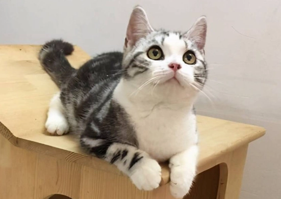 英國短毛貓虎斑 英國短毛貓虎斑