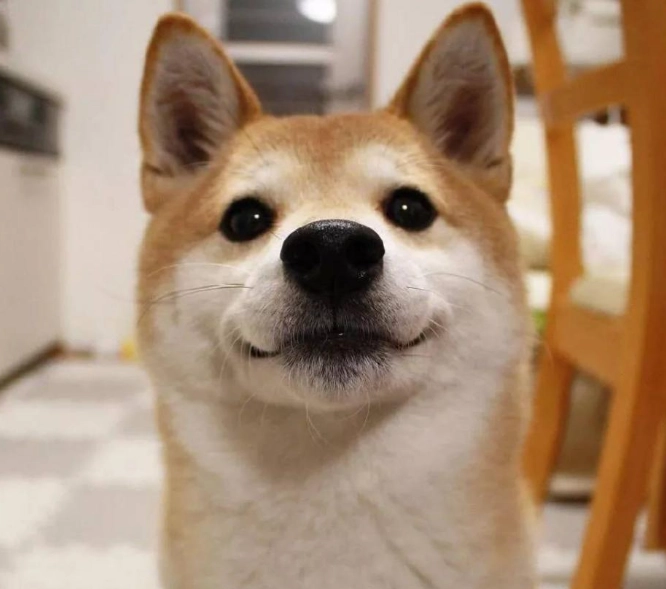 柴犬洗澡全攻略｜步驟、用品、誤區一次看懂，告別洗澡大戰