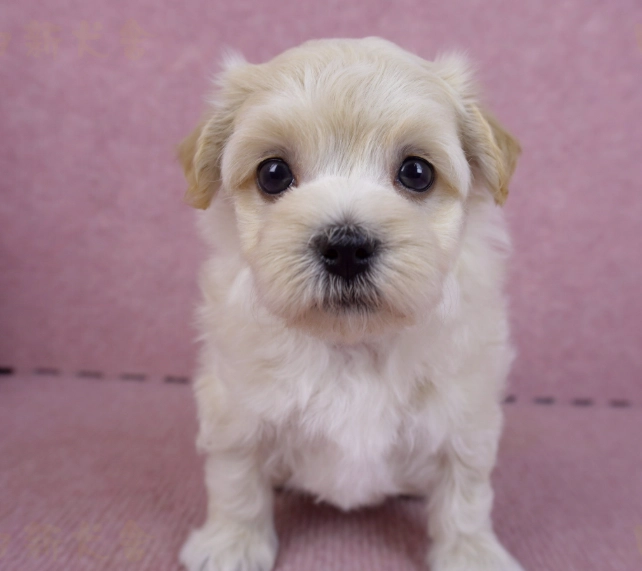 幼犬洗澡完整指南：新手必看的步驟、頻率與注意事項