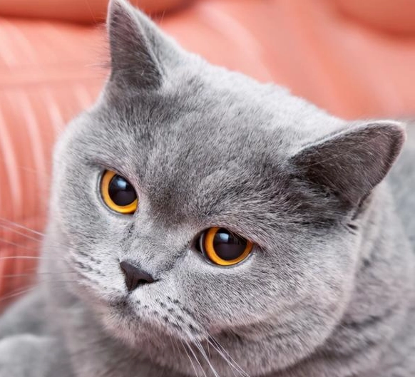 英國短毛貓毛色