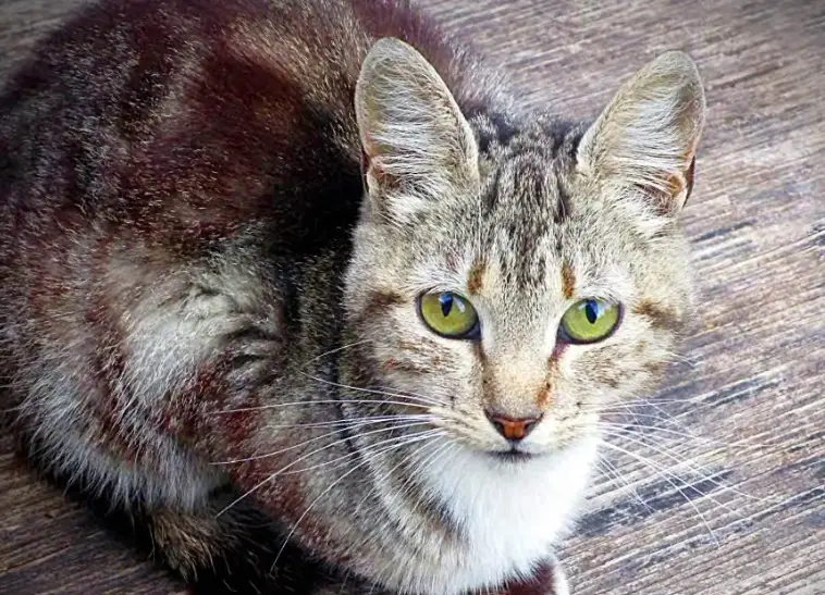 猫咪叫声意思 猫咪叫声意思