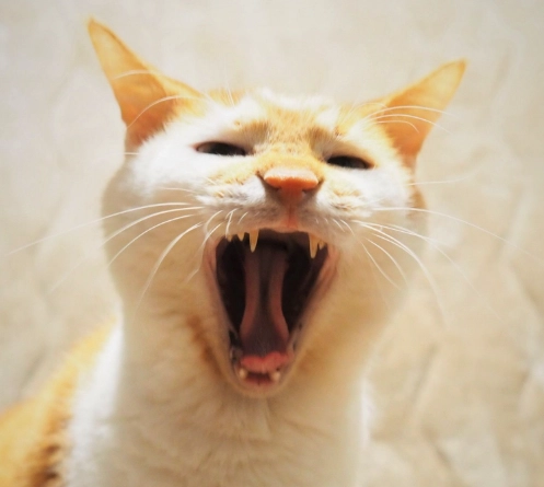 貓叫聲代表意思 貓叫聲代表意思