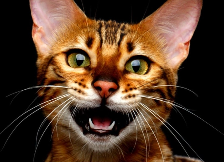 貓生氣叫聲代表什麼？解讀10種貓咪憤怒聲音與安撫技巧