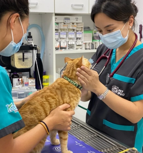 貓急診費用