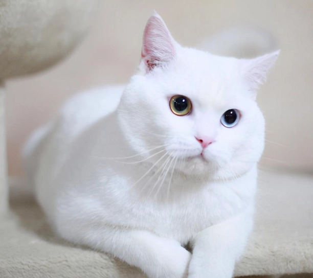 英短顏色全解析：種類、遺傳與選擇指南