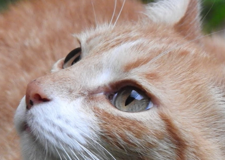 貓咪生氣聲音 貓咪生氣聲音