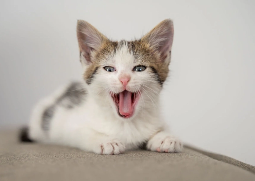 解读猫咪叫声的秘密：从喵喵到呼噜，听懂猫主子的真实需求