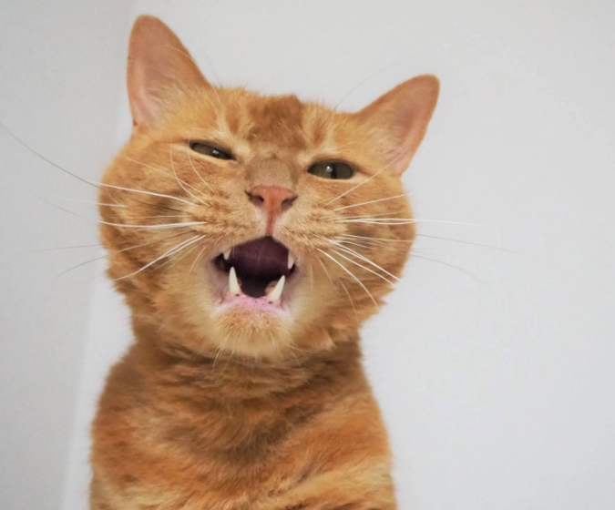 猫叫聲分辨 猫叫聲分辨