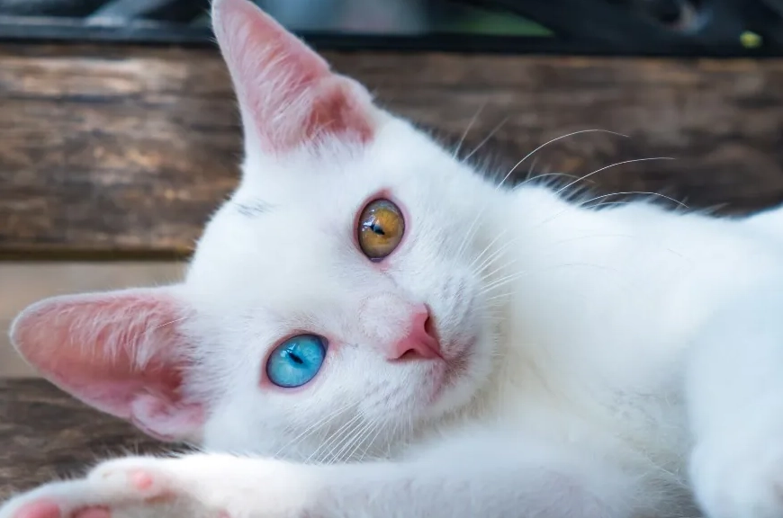異色瞳貓咪照顧