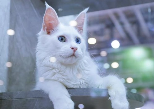 異色瞳貓咪照顧