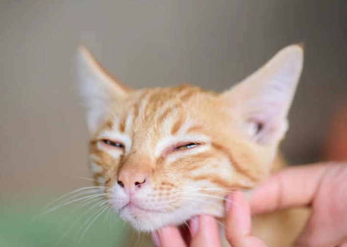 貓結膜炎 貓結膜炎