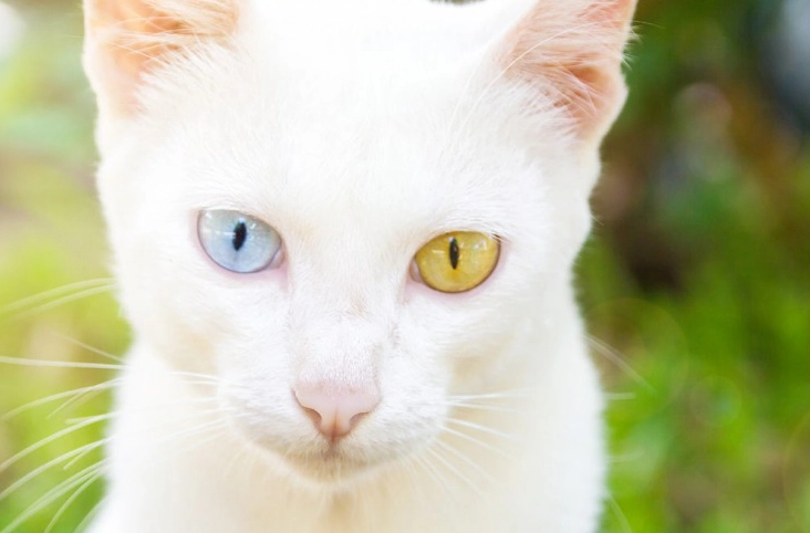 異色瞳貓咪照顧