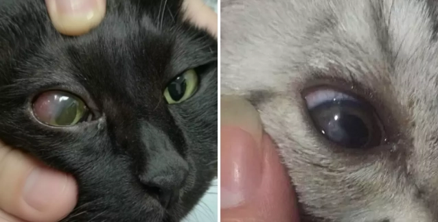 貓眼睛疾病全攻略：症狀、治療與日常護理指南