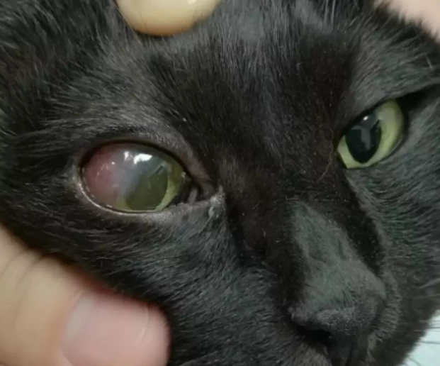 貓青光眼 貓青光眼