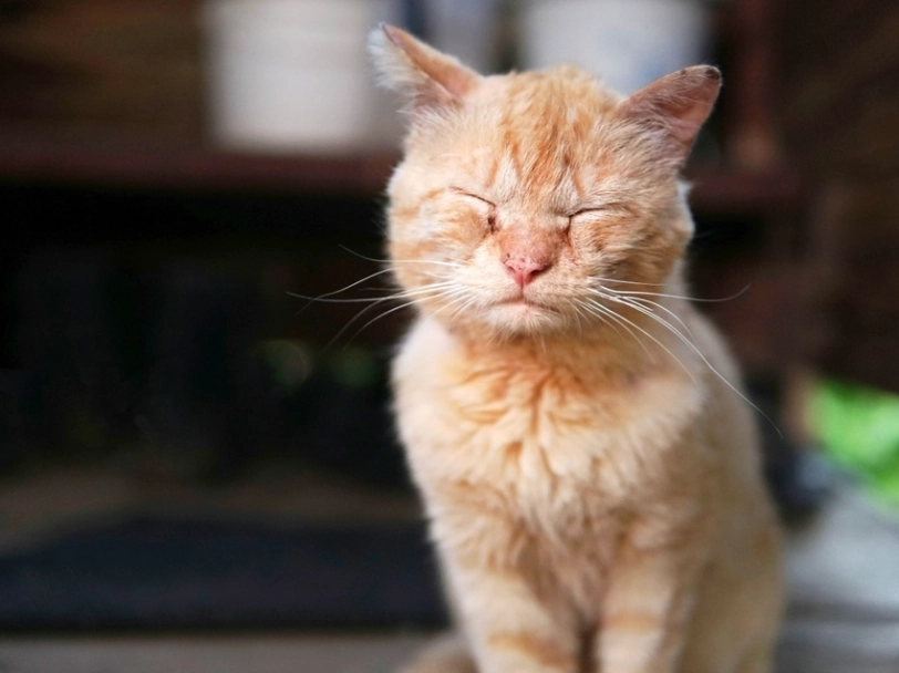 貓青光眼 貓青光眼