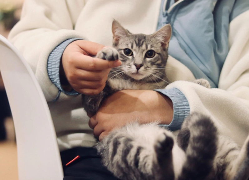 貓眼睛護理 貓眼睛護理