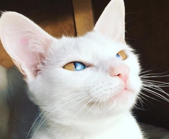 貓咪遺傳疾病照顧