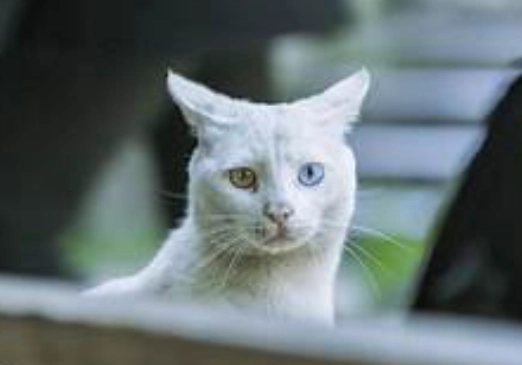 貓咪遺傳疾病照顧