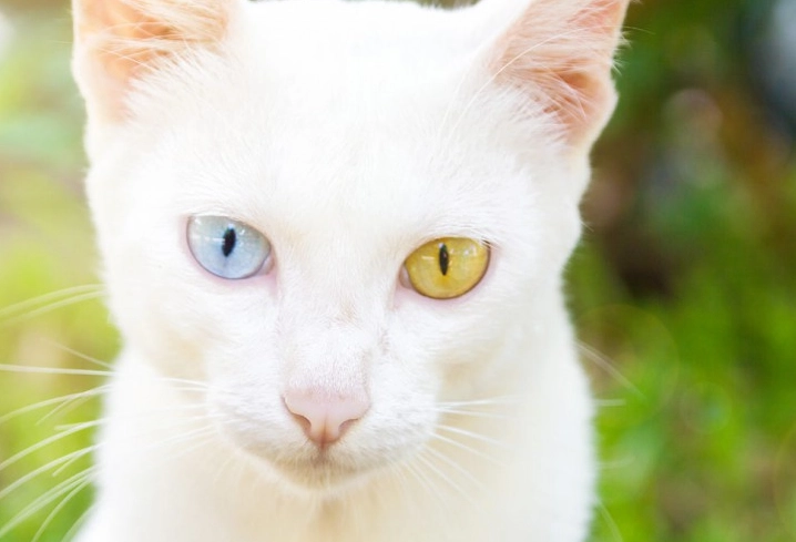 異瞳貓缺陷全解析：健康風險、識別與照顧實用指南