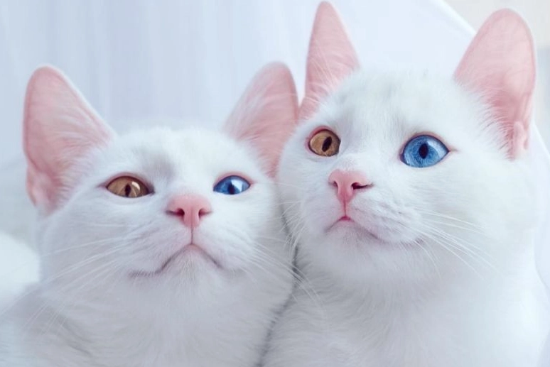 貓咪遺傳疾病照顧