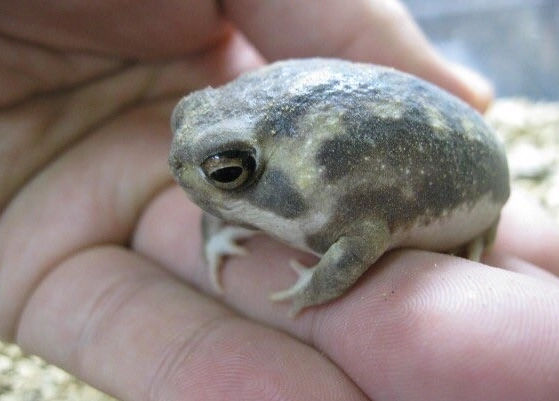 黑饅頭蛙 價格