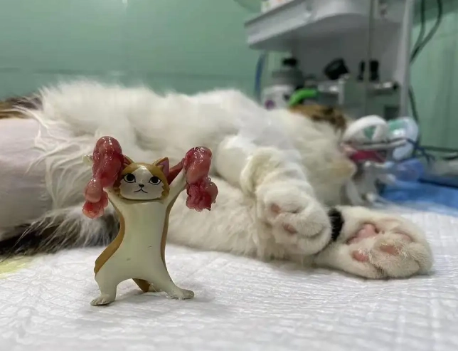 母貓絕育