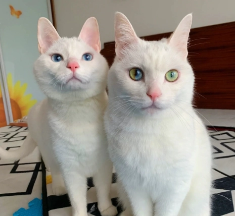 異瞳貓領養