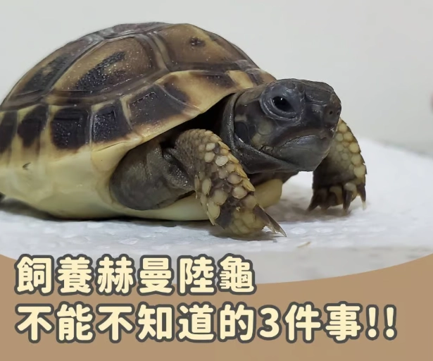 赫曼陸龜壽命