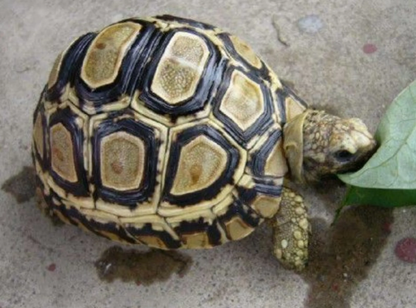 赫曼陸龜飼養