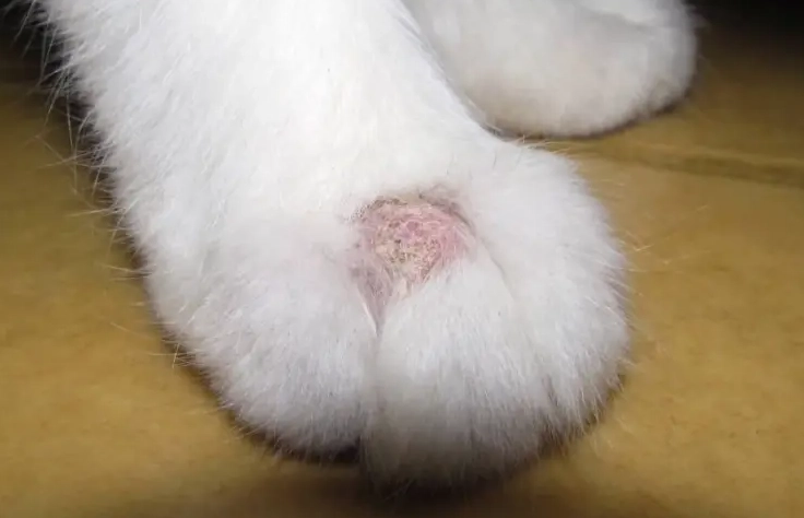 貓癬症狀