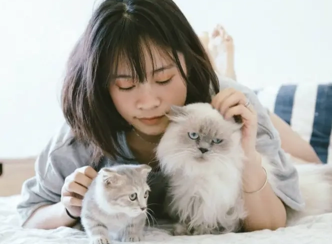 貓癬藥膏推薦