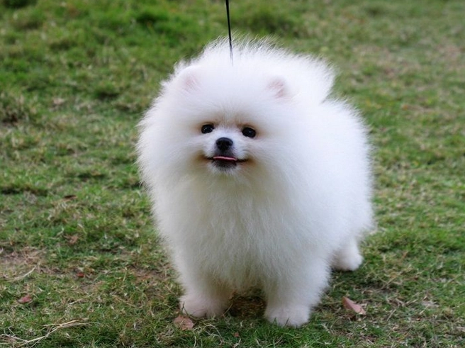 博美生長階段