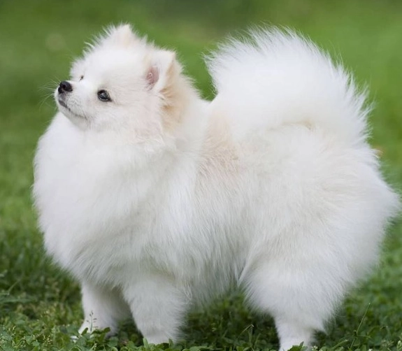 博美犬護理
