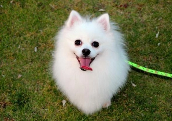 博美犬護理