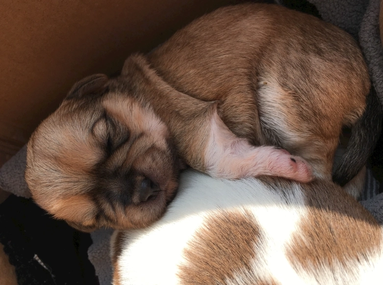 新生幼犬照護