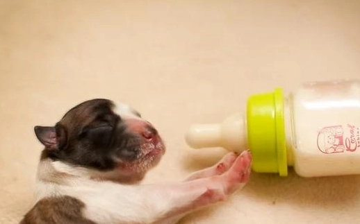 新生幼犬照護