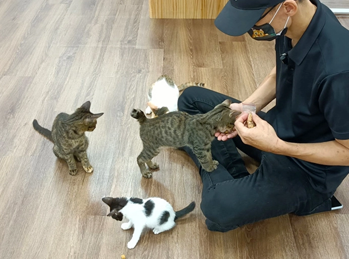 貓咪領養