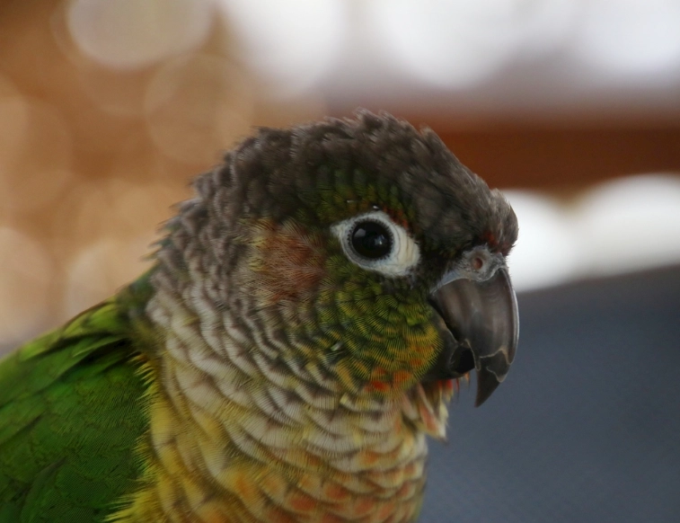 太陽鸚鵡幼鳥價格 太陽鸚鵡幼鳥價格
