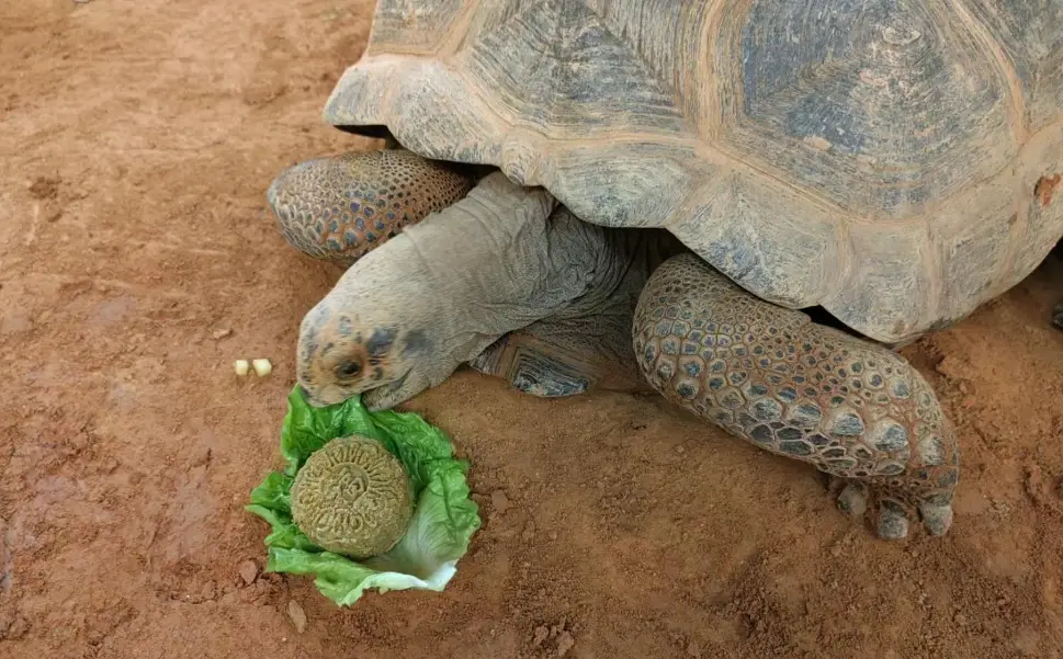 象龜吃什麼？避免隆背的陸龜日常菜單與 10 種地雷食物