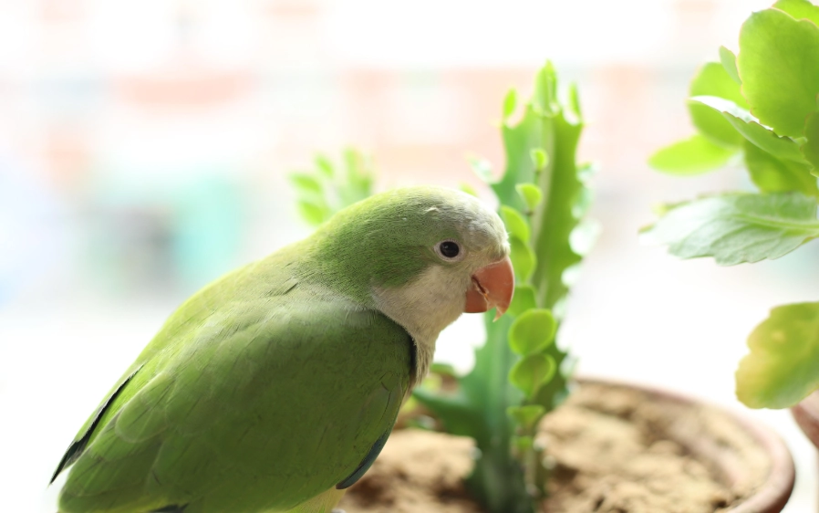 月輪鸚鵡會說話嗎 月輪鸚鵡會說話嗎