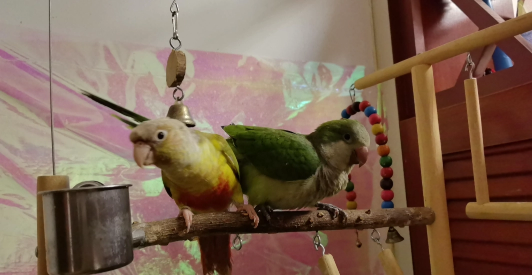 鸚鵡飼養成本