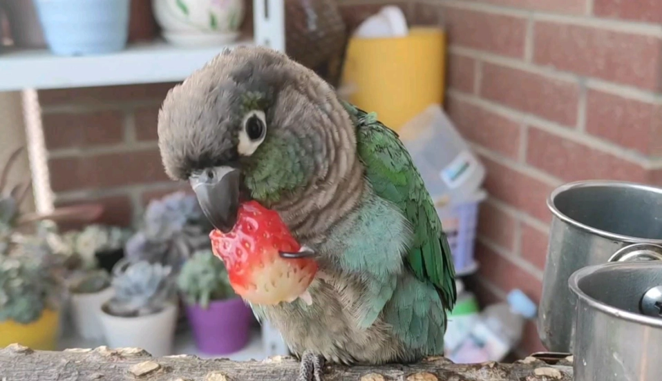 鸚鵡幼鳥價格怎麼看？鳥友親授行情判讀與挑鳥避坑重點