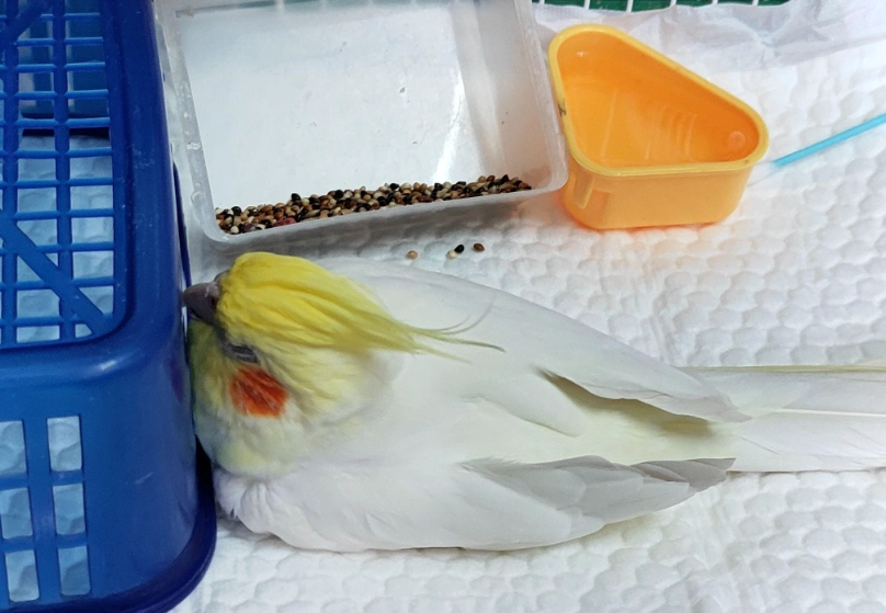 鸚鵡飼養成本