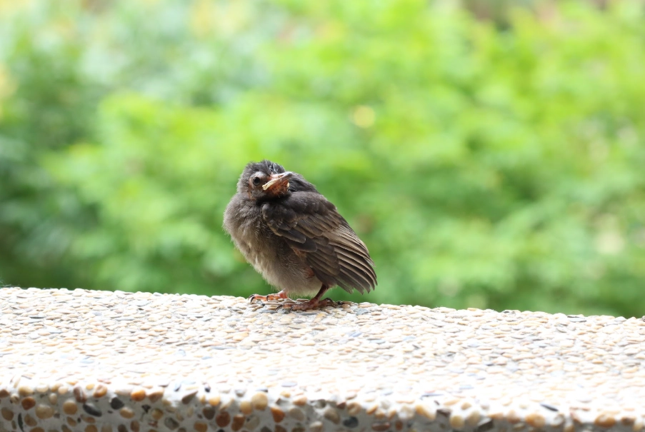 紅嘴黑鵯幼鳥吃什麼 紅嘴黑鵯幼鳥吃什麼