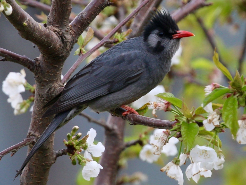 紅嘴黑鵯幼鳥吃什麼 紅嘴黑鵯幼鳥吃什麼