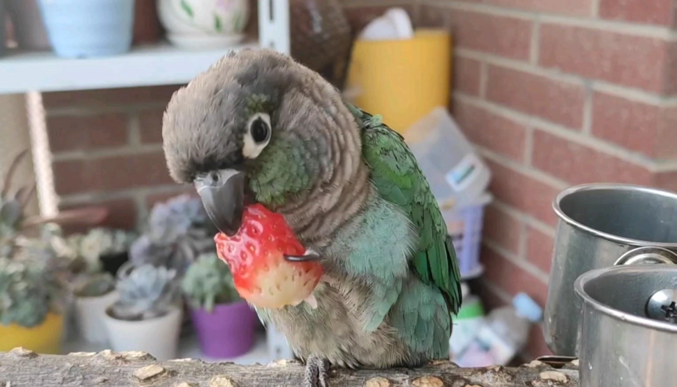 太陽鸚鵡幼鳥價格 太陽鸚鵡幼鳥價格